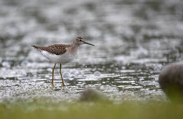 Sandpiper standing near water