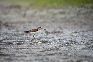 Sandpiper standing near water