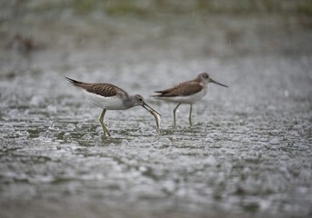 Sandpiper standing in water