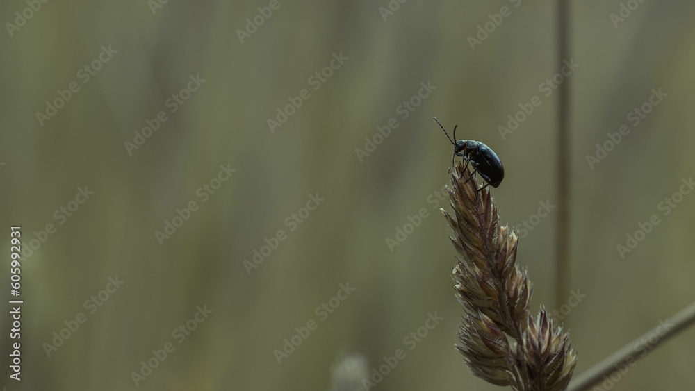 Poster closeup shot of a beetle sitting on a spikelet of yellow ripe wheat against a blurred background