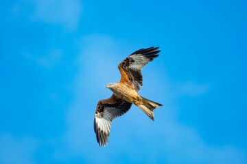 Beautiful shot of a flying falcon against the blue sky