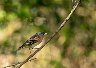 Small bird on a branch against bokeh nature background