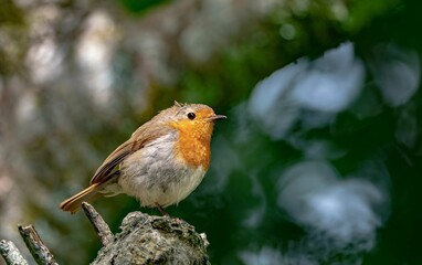 Closeup shot of robin bird against blurred background