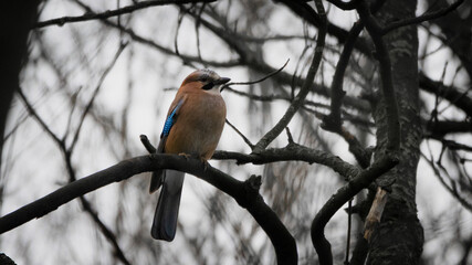 Small bird with a tiny beak sitting on a tree branch without leaves