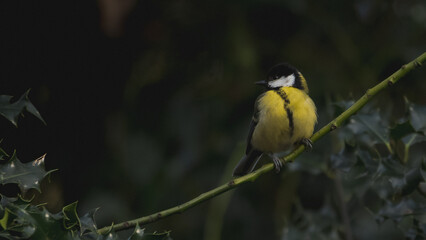 Closeup shot of a small bird with yellow feathers sitting in a branch shot during the cold weather