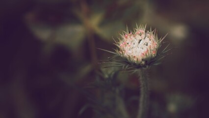 Closeup shot of a wild carrot flower with blurred background