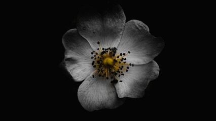 Closeup shot of a Dog-rose isolated on a black background