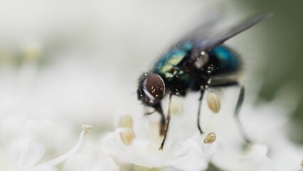 Macro shot of a fly resting on a white flower on the blurred background