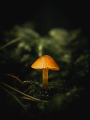 Vertical closeup of Galerina calyptrata, also known as the tiny bog Galerina.