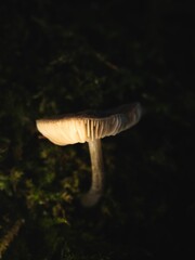 Vertical closeup of mushroom gills on dark background.