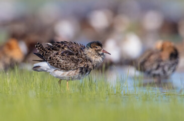 Ruff - male bird at a wetland on the mating season in spring