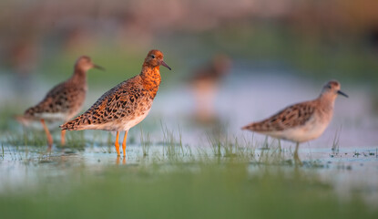 Ruff - birds at a wetland on the mating season in spring