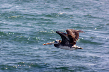 Obraz premium Pelican in flight over Pacific Ocean, Paracas, Peru, South America