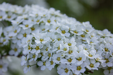 Branches of flowering Spirea with many small white flowers. Spiraea cinerea. Gentle, pastel spring background.