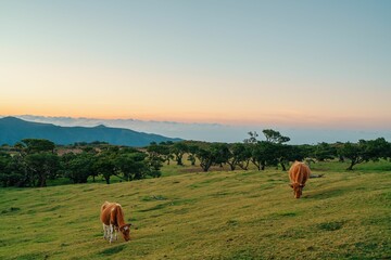 Fototapeta na wymiar Beautiful landscape of the cows grazing in the Fanal Forest in Madeira Island at sunset