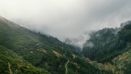 Fototapeta na wymiar Fog on a green mountain