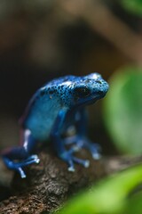 Closeup shot of a single small blue poison dart frog in a blurred background.