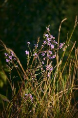 Vertical shot of wild flowers on a sunny day