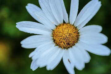Fototapeta premium close up of Oxeye Daisy flowerhead