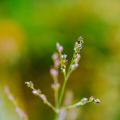 close up of flowers of Isachne grass head