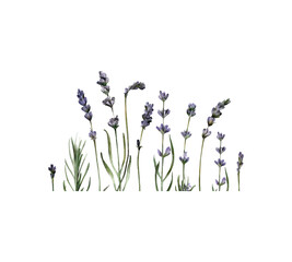 Watercolor lavender border. Hand-drawn rustic purple, violet flowers frame template isolated on white background for wedding invitations design and greeting cards