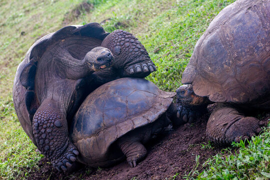 Giant tortoise unsuccessfully mating in Santa Cruz, Galapagos Islands