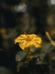 Close up of a yellow Marvel-of-peru flower on a blurred background