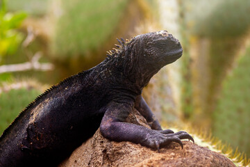 Marine iguana on a rock with prickly pear in background in Santa Cruz, Galapagos