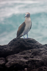Blue-footed booby on black volcanic rocks on sea shore, Galapagos Islands