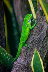 Green young baby iguana in tree in public park, Guayaquil, Ecuador
