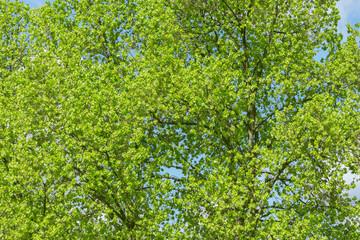 Fototapeta na wymiar Tree branches background at spring day.