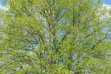 Tree branches background at spring day.