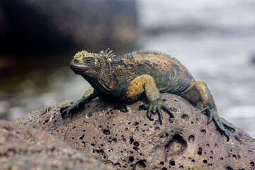 Marine iguana on a rock in Santa Cruz, Galapagos