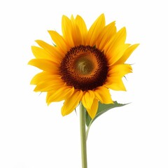 Obraz premium sunflower isolated on transparent background cutout 
