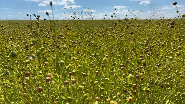 Close up of ripe flax swaying in the field, harvesting flax