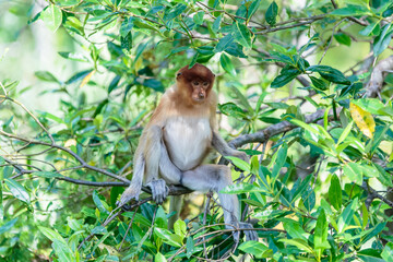 The proboscis monkey (Nasalis larvatus) or long-nosed monkey is a reddish-brown arboreal Old World monkey with an unusually large nose. It is endemic to the southeast Asian island of Borneo.