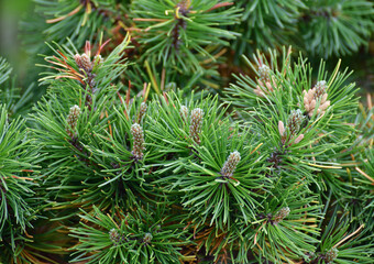 Naklejka na ściany i meble Mountain pine with cones in early spring