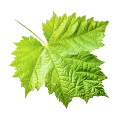 Fototapeta na wymiar green leaf, isolated on transparent background, Generative AI