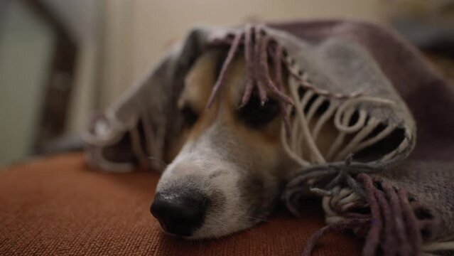 closeup funny sleepy corgi dog lying on couch covered warm blanket. lovely welsh corgi breed dog pet at home