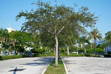Empty street with green trees.