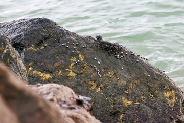 Closeup of a rock with small seashells and a crab.