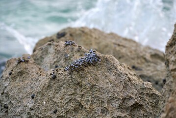 Closeup of a rock with small seashells.