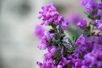 Closeup of Leucophyllum frutescens, Texas sage.