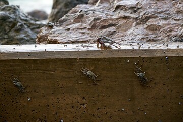 Closeup of crabs on a stone wall.