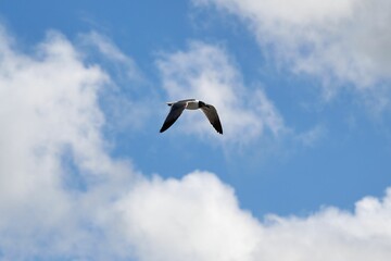 Beautiful shot of a bird flying over seawater in a cloudy sky