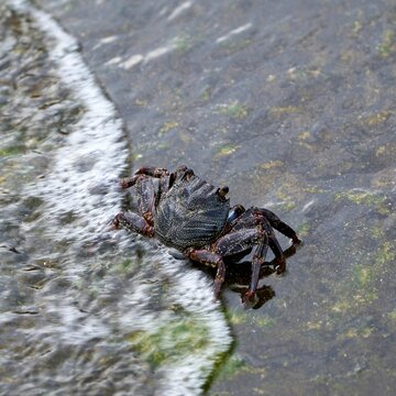 Vertical closeup of a crab on a wet stone surface. Grapsus adscensionis.
