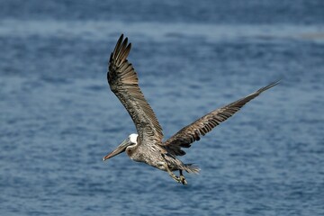 Shallow focus shot of a Peruvian pelican with open wings flying above the sea