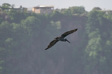 Closeup shot of an american brown pelican bird flying over trees and buildings