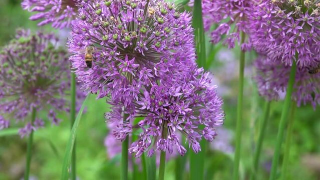 Une abeille butine sur une fleur allium, 480fps ralenti X8/59,94fps