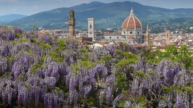 Purple wisteria in bloom at the Bardini Garden in Florence. On the background the Cathedral of Santa Maria del Fiore, Giotto's bell tower and the Tower of Palace of Townhall. Florence, Italy.